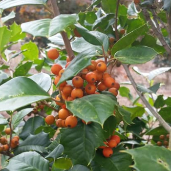 Ilex opaca