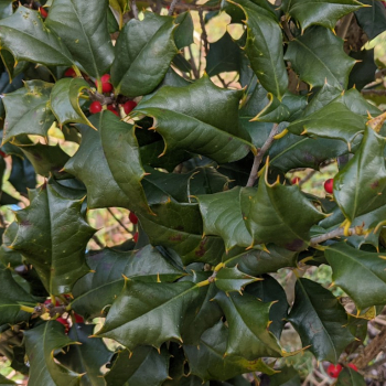 Ilex opaca