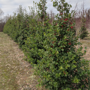 Ilex opaca