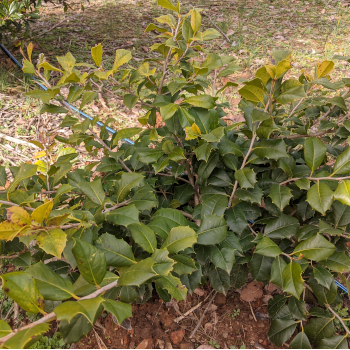 Ilex opaca