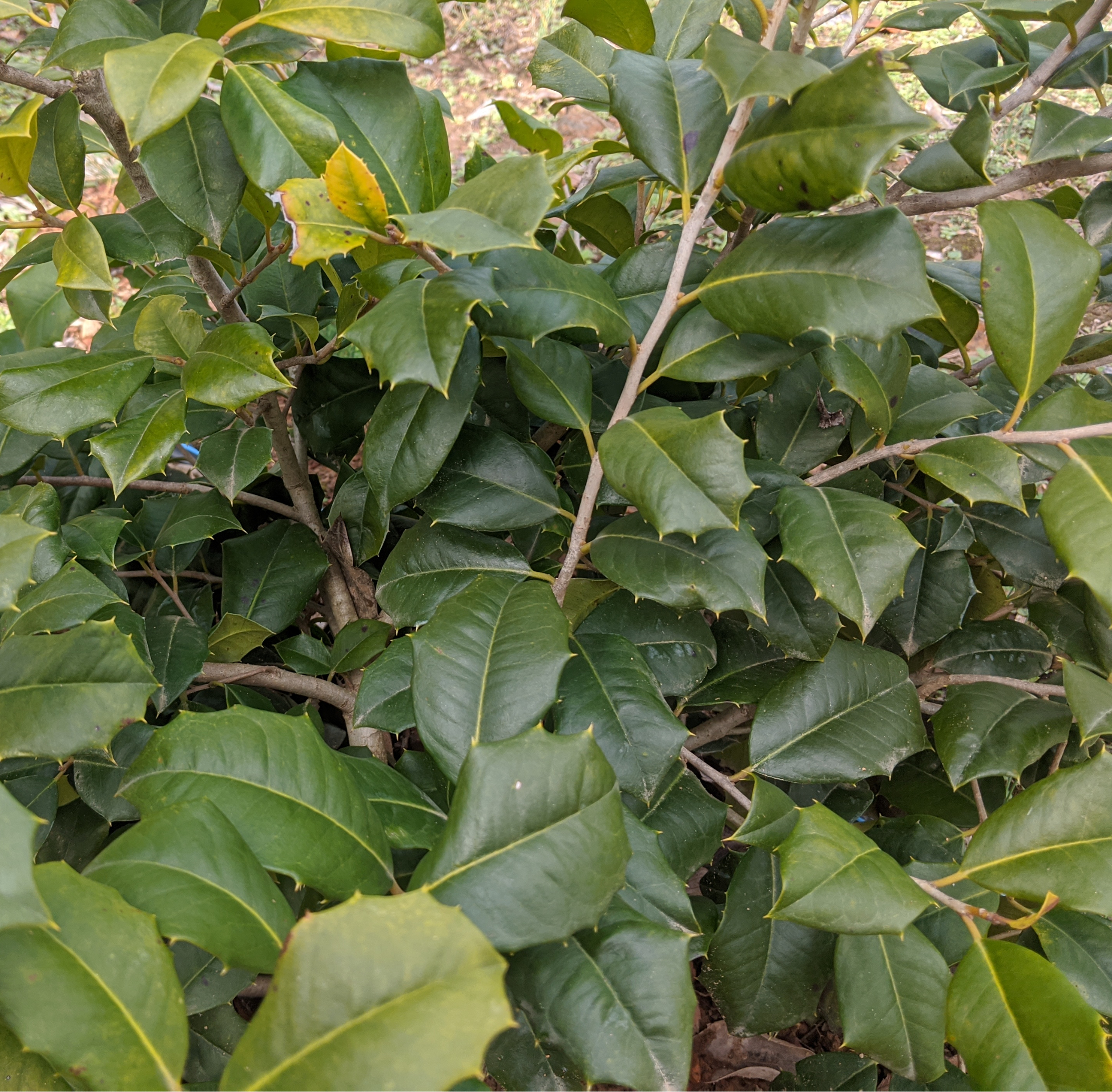 Maryland Dwarf Holly