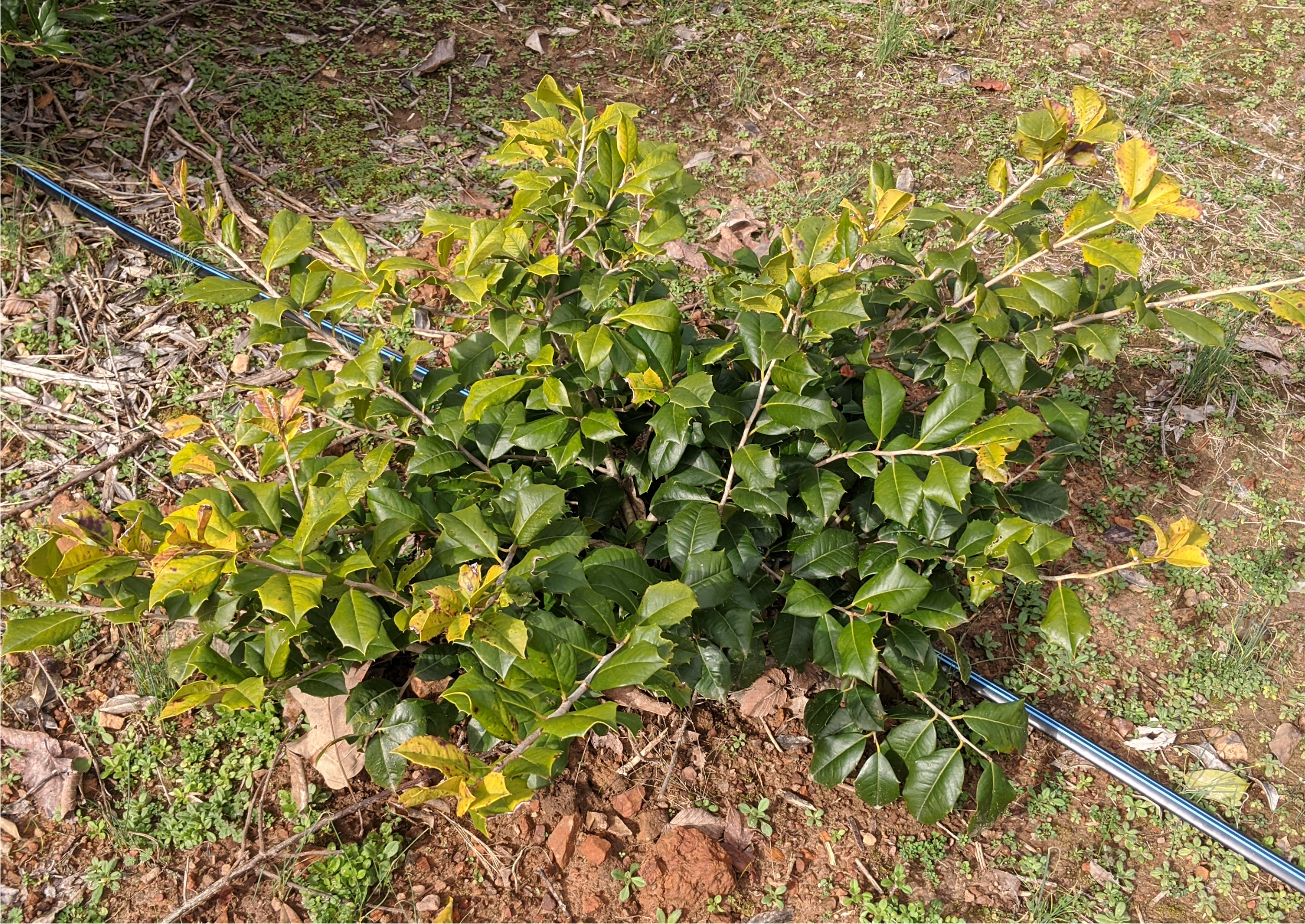 Maryland Dwarf Holly