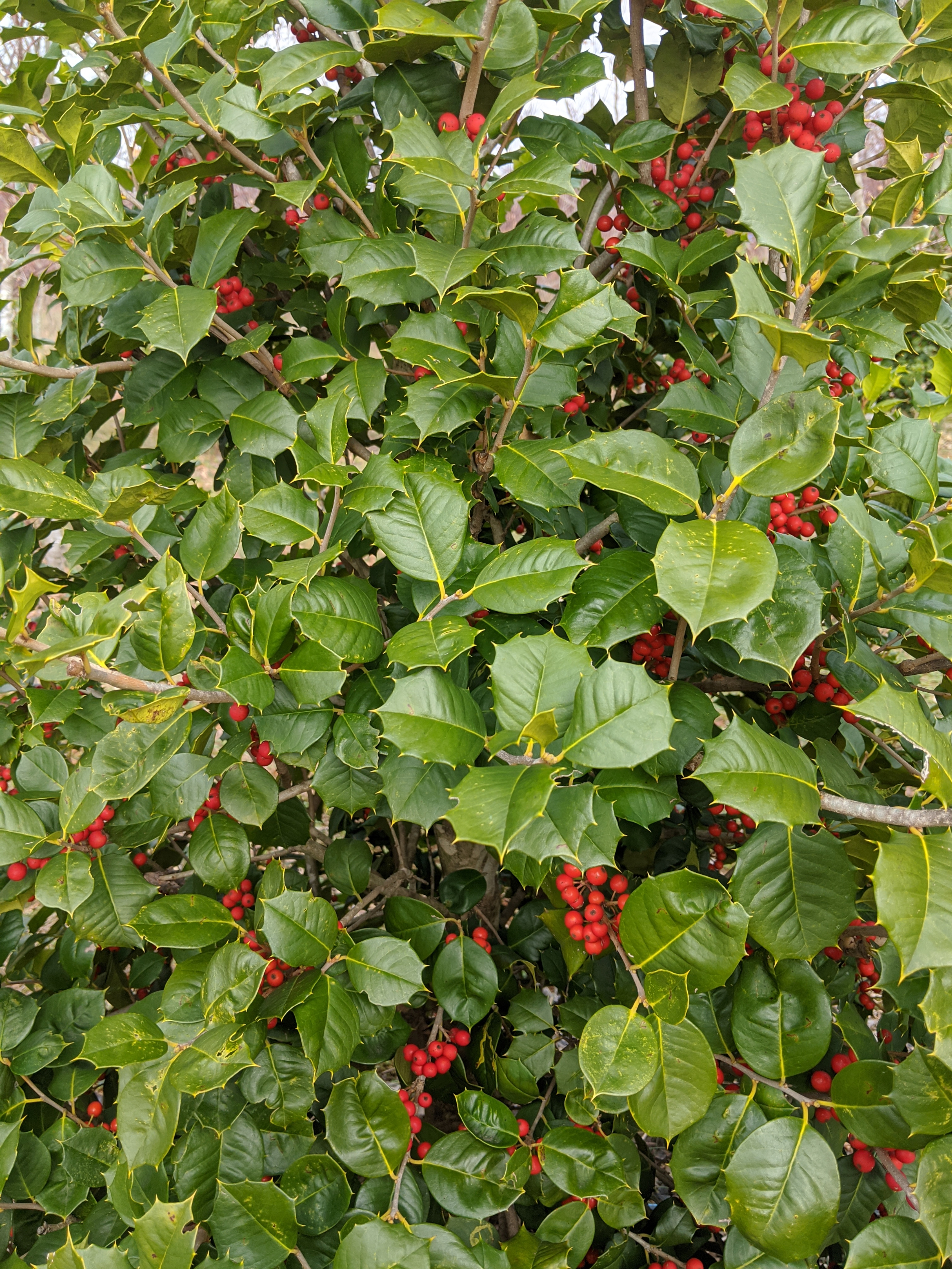 Satyr Hill Holly